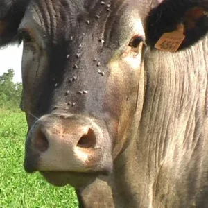 autres_sons_de_cloches15